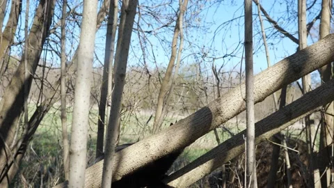 Black cat with a fluffy tail on a tree plays with a branch Stock Footage 130565711