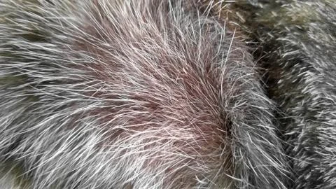 Black cat in focus, with gray pattern Foto stock