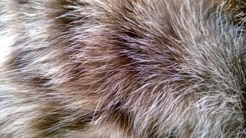 Black cat in focus, with gray pattern Stock Photos