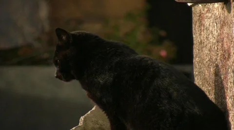 Black Cat Stock Footage 329710