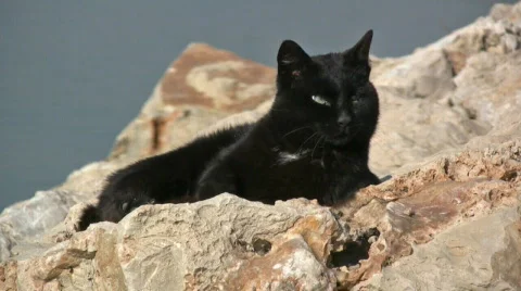 Black cat Stock Footage