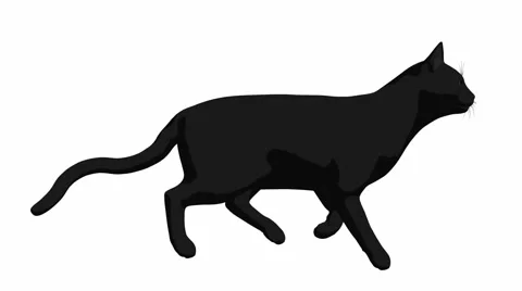 Black cat Stock Footage 979595