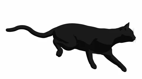 Black cat Video stock 979596