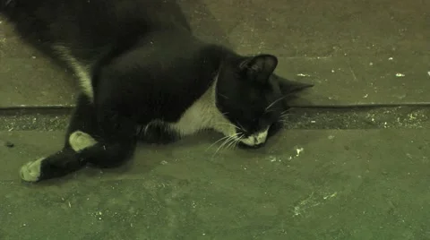 Black cat Stock Footage 5298332