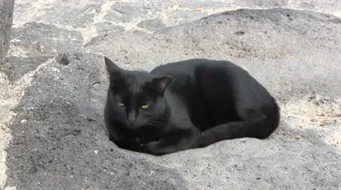 Black cat Stock-Footage 10572232
