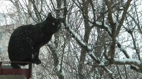 Black cat Stock Footage 10787352