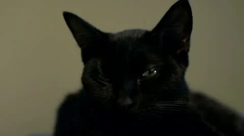 Black Cat Stock-Footage 12323810