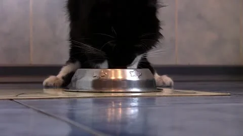 Black Cat Stock Footage 20635388