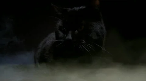 Black cat Stock Footage