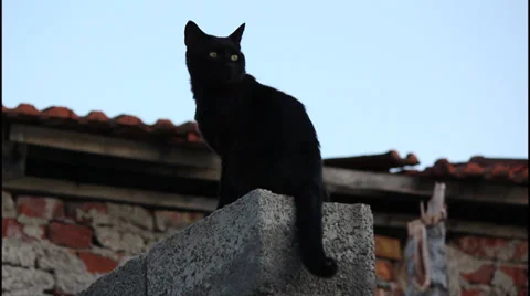 Black cat Video stock 32423547