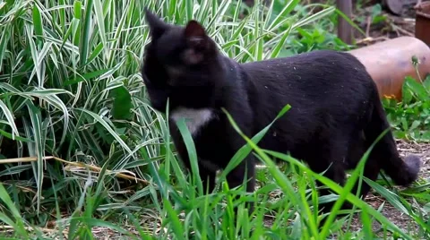 Black cat Stock Footage 43746563