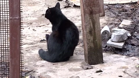 Black Cat Stock Footage 46657716