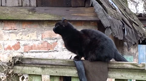 Black Cat Stock Footage 46658092