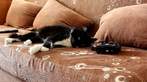 Black cat Stock Footage 46958812