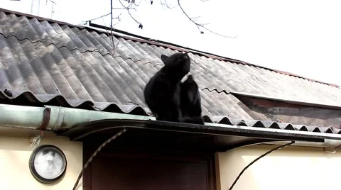 Black cat Stock Footage 46958828