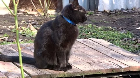 Black cat Stock Footage 47874633