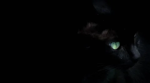 Black Cat Stock Footage 50443734