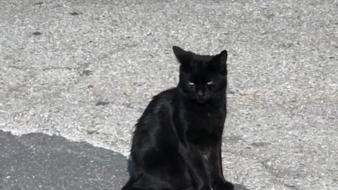 Black cat 動画素材 82688571