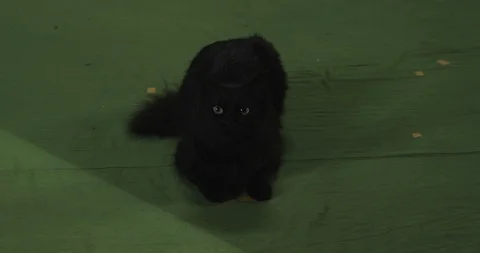 Black cat	 스톡 동영상 114829845