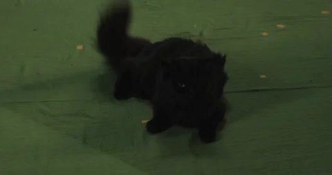 Black cat	 Vidéo 114829892