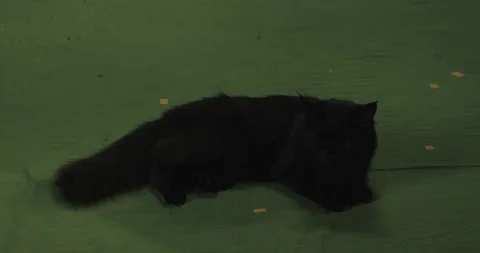 Black cat	 Vidéo 114829915