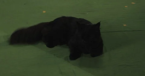 Black cat	 Video stock 114829918