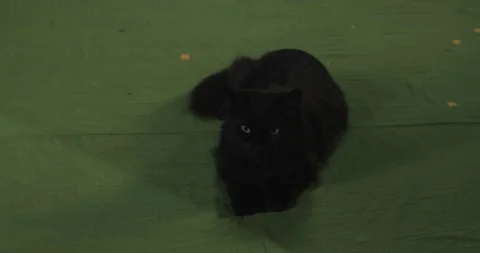 Black cat	 Stock-Footage 114829920
