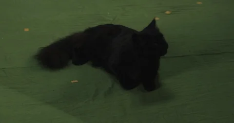 Black cat	 Vidéo 114829922