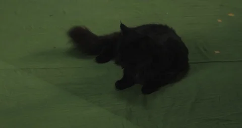 Black cat	 Vidéo 114829950