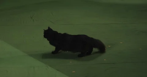 Black cat	 Video stock 114829955