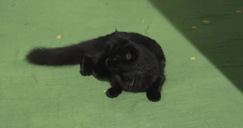 Black cat	 Video stock 114829979