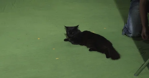 Black cat	 Vidéo 114829983