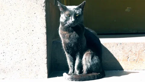 Black cat Stock Footage 125177721