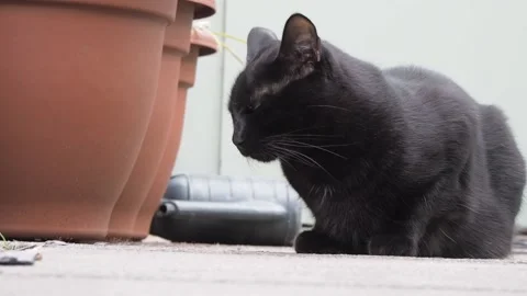 Black Cat Stock Footage 132114831