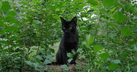 Black cat Stock Footage 140236674