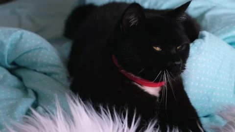 Black cat Stock Footage 153019638