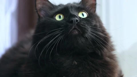 Black cat. Stock Footage 165545879