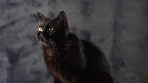 Black cat Stock-Footage 165901954