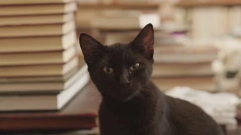 Black cat Stock Footage 172473642