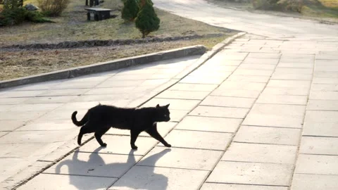 Black cat Stock Footage 181019510