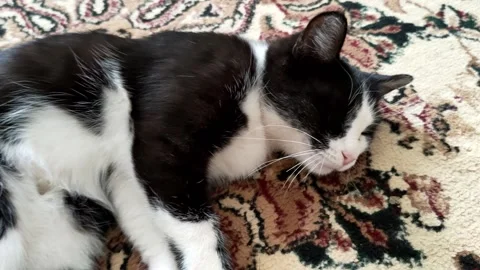 Black cat 스톡 동영상 211799296