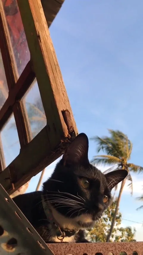 Black cat Stock Footage 223143016