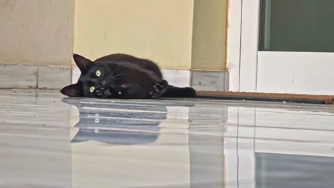 Black cat Stock Footage 239064138