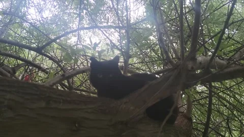 Black cat 動画素材 240958085