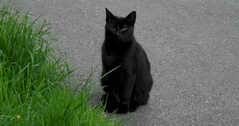Black cat Stock Footage 241116215