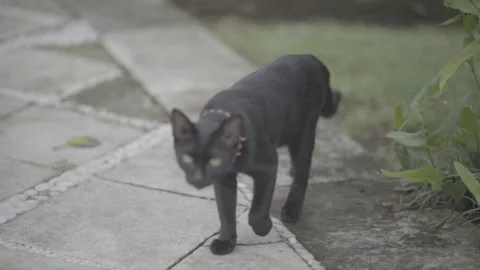 Black cat Stock Footage 271173225