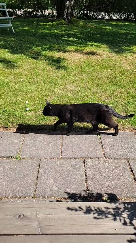 A black cat Stock Footage 275589619