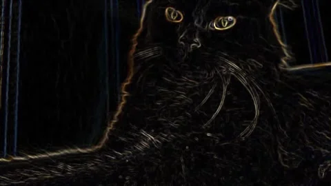 Black cat Video stock 282120886