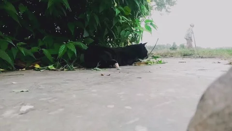 Black Cat Stock Footage 296304449
