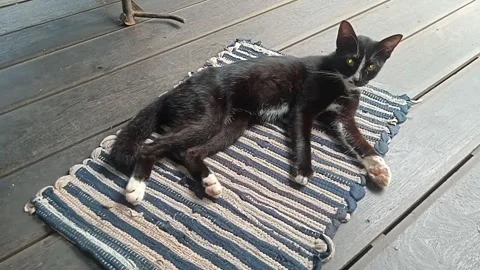 Black cat Stock Footage 307072996